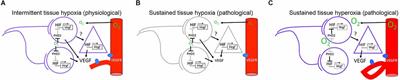 Neurovascular responses to neuronal activity during sensory development